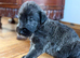 KC Irish Wolfhound Puppies