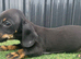2 beautiful dachshund puppies ready for new homes!!!