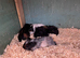 Baby guinea pigs