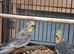 3 young cockateils