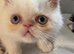 Super GCCF Registered Kittens - &pound;950