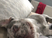 Lilac merle French bulldog