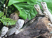 Hypo Zero Bearded Dragons at Birmingham Reptiles