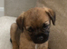 KC registered high quality Border Terriers