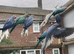Indian Ringnecks
