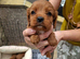 Cavalier kingcharles last bhleming boy. .