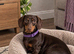 3 girls 3 boys miniature dachshunds
