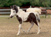 Tiny pure Falabella colt with blue eyes