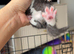5 black and white kittens