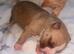 Stunning American bulldog staffy puppies