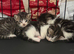 Three beautiful male kittens READY TO LEAVE for their forever homes now