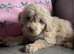 Cockapoo puppies