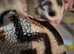 Ringtail mosaic male 100%het leu