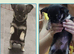 Chihuahua puppies