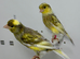 Beautiful pair of jaspe raza canaries for sale