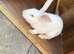 New Zealand female rabbit