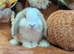 Mini lop doe