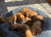 Beautiful litter of working cocker spaniels