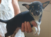I have two chihuahua puppies ready to go Lincolnshire
