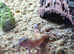 Beautiful leopard gecko