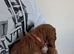 Cockapoos F1 Puppies