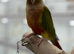 Conure