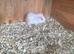 Baby female guinea pigs