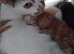5 beautiful kittens looking for there forever homes