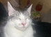 Female Maine coon