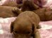 Cavapoo puppies F1