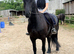 Friesian mare