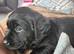 Chunky black labrador puppies for sale