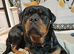 Rottweiler Bitch