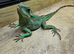Chinese water dragon ( Rescue )