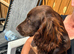 beautiful chocolate brown sprocker puppy’s