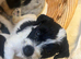 8 beautiful jackapoo puppies