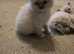 1 girl 1 boy left  Beautiful ragdoll kittens