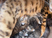 Bengal x kittens
