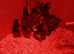 Polish x 1 and 2 week old chicks