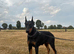 Imported Female Dobermann