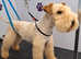 LAKELAND TERRIER  KC REGISTERED