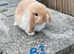 Pure bred mini lops .
