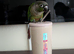Female 1 year old Green cheek Conure. Silly tame!
