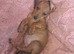 Miniature dachshund pra clear one girl