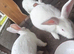 New Zealand rabbits for sale