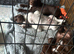 3 gorgeous sprocker puppies