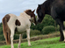 Yearling DHP Colt