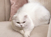 White Pure Scottish Fold Kitten – £600