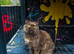 Active cinnamon carrier female Tica reg British shorthair
