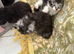 Gorgeous Maine coon kittens